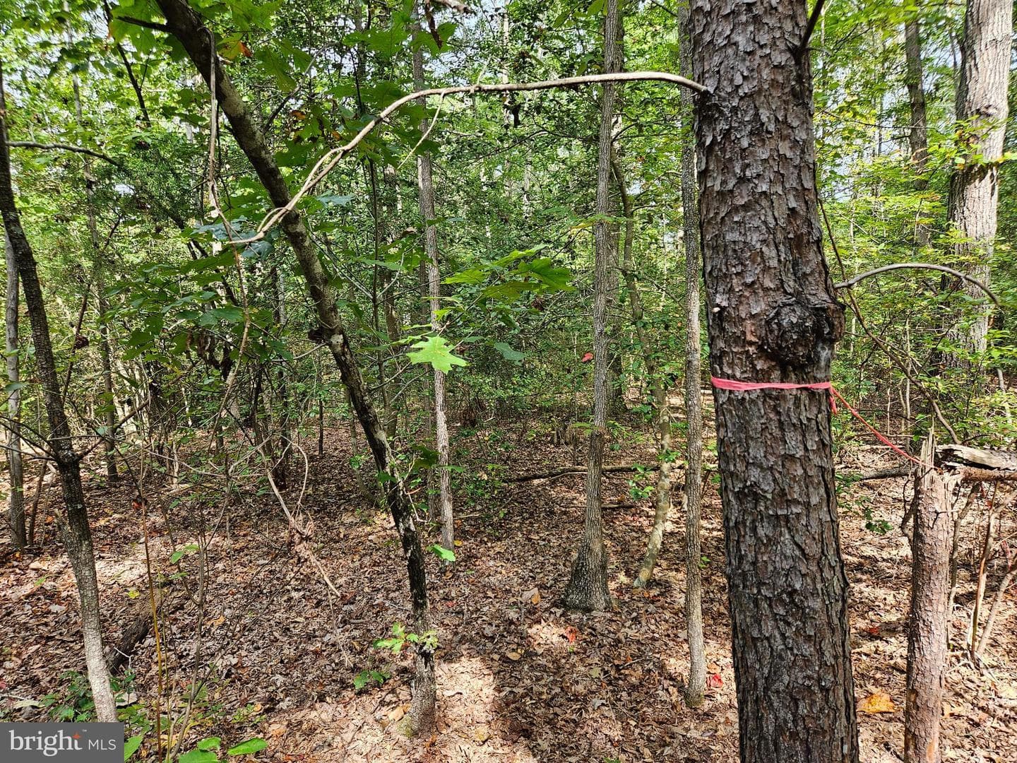 00 Off Of Long Branch Rd — photo 2