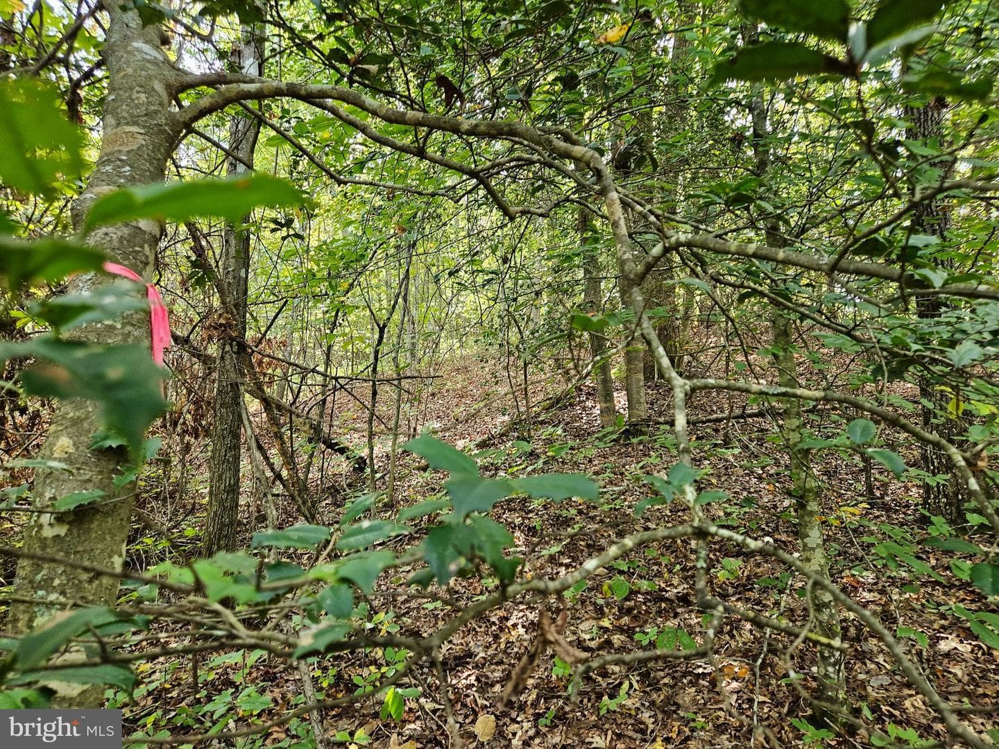 00 Off Of Long Branch Rd — photo 3