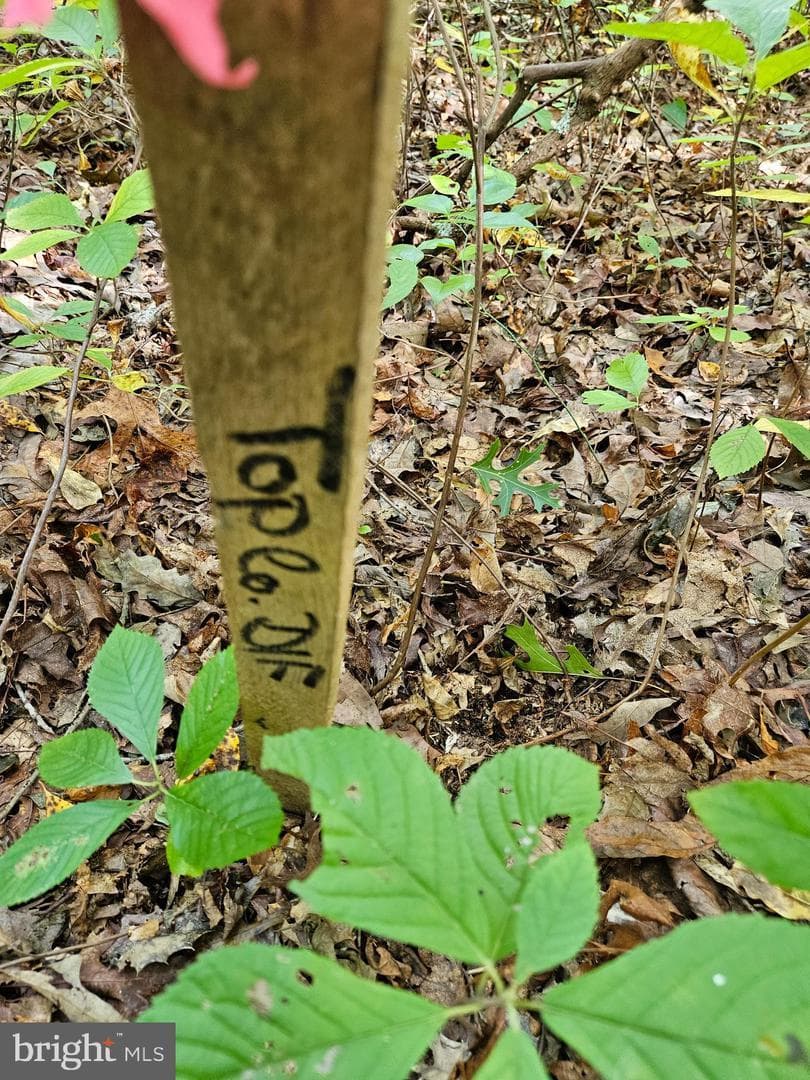 00 Off Of Long Branch Rd — photo 4