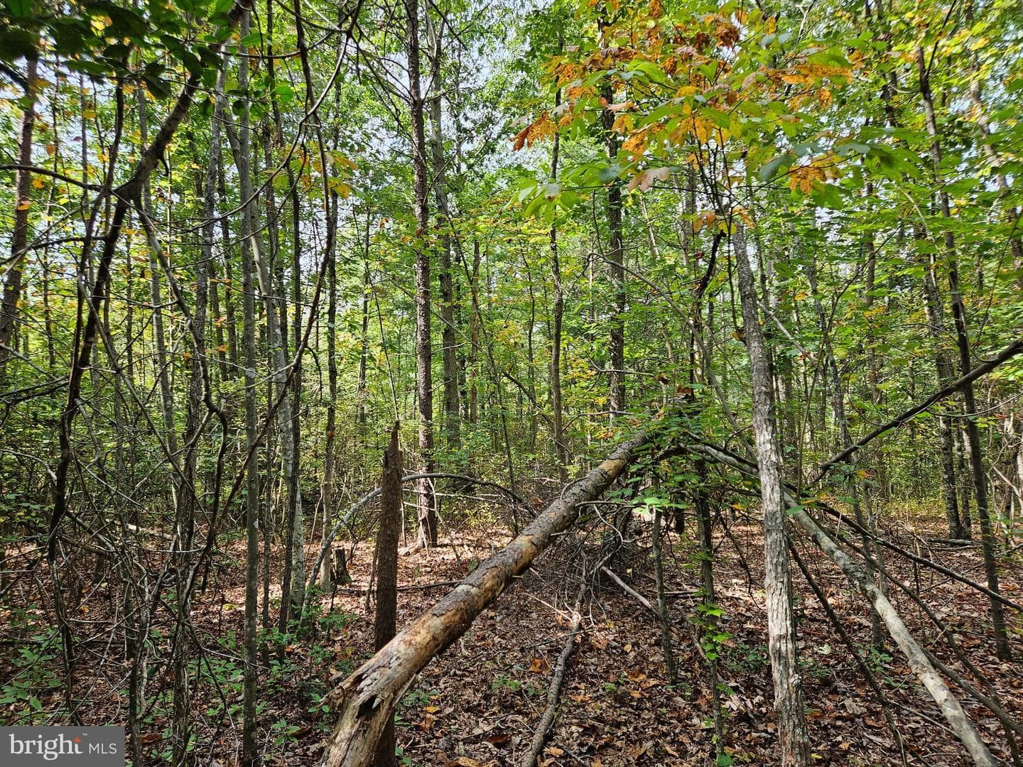 00 Off Of Long Branch Rd — photo 11