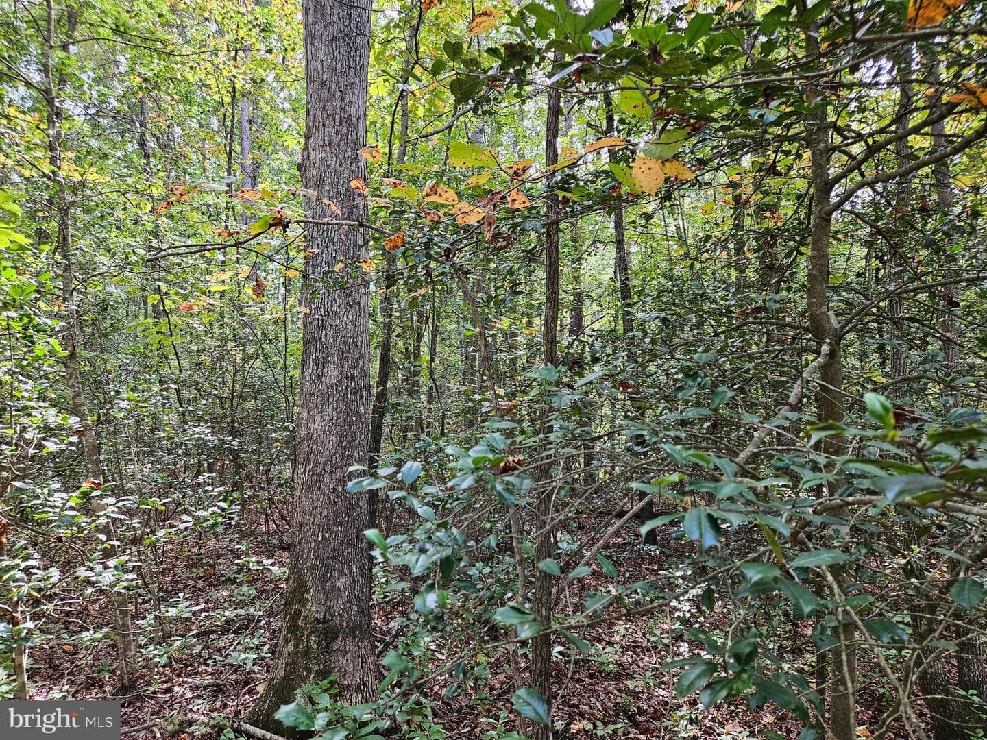 00 Off Of Long Branch Rd — photo 12