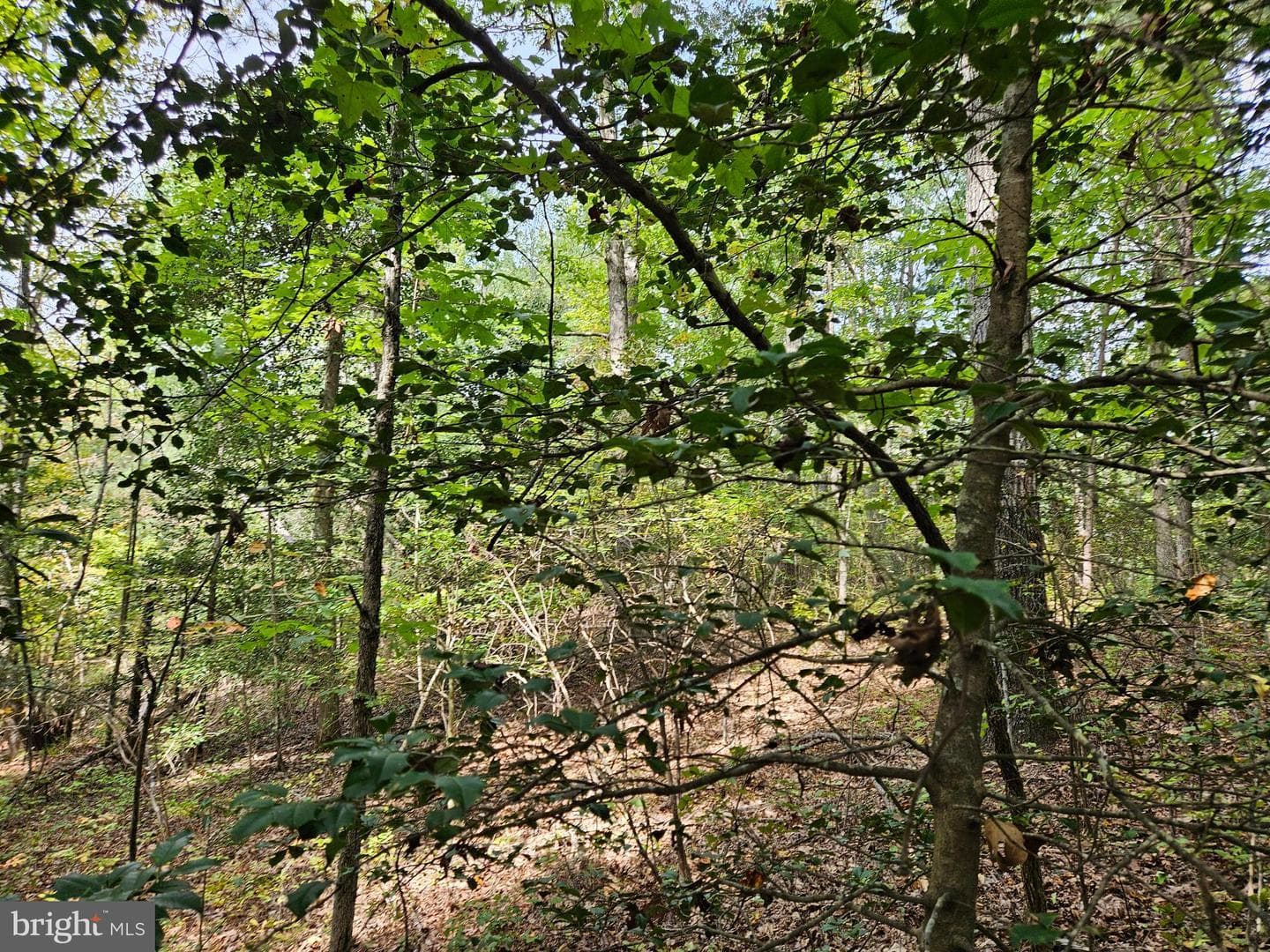 00 Off Of Long Branch Rd — photo 13